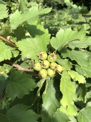 Crataegus pedicellata