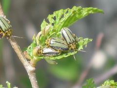 Xanthogaleruca luteola
