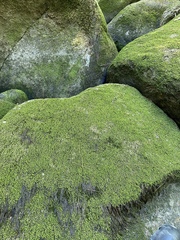 Scapania undulata