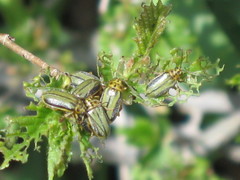 Xanthogaleruca luteola