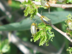 Xanthogaleruca luteola