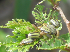 Xanthogaleruca luteola