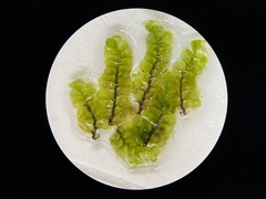 Scapania undulata