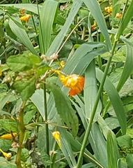Impatiens capensis