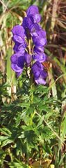 Aconitum baicalense