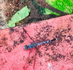 Diplacodes trivialis