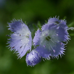 Phacelia purshii