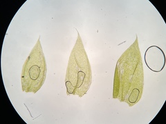 Plagiothecium laetum