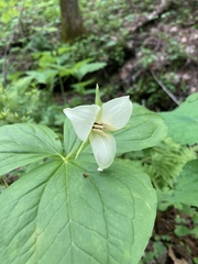 Trillium simile