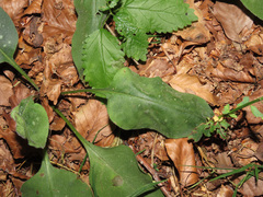 Pulmonaria vallarsae