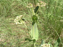 Asclepias elata