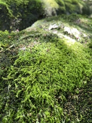 Plagiothecium laetum