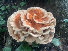 Laetiporus cincinnatus