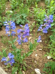 Penstemon rydbergii