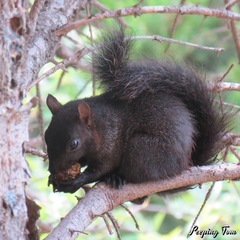 Sciurus carolinensis