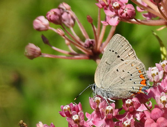 Satyrium acadica