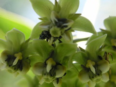 Asclepias elata