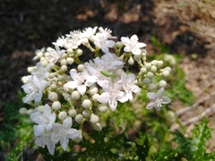 Cnidoscolus maculatus