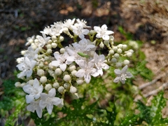 Cnidoscolus maculatus