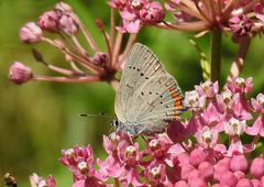 Satyrium acadica