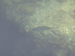 Diplodus