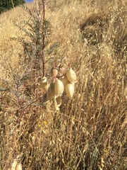 Astragalus asymmetricus