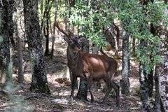 Cervus elaphus corsicanus