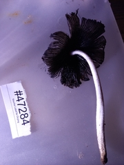 Coprinopsis insignis