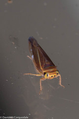 Idiodonus kennicotti