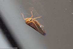 Idiodonus kennicotti