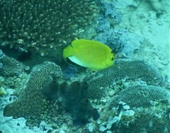 Apolemichthys trimaculatus