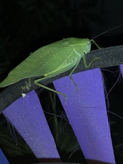 Microcentrum rhombifolium