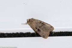 Xestia normanianus