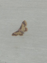 Idaea basinta