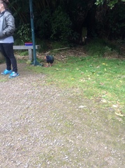 Porphyrio hochstetteri