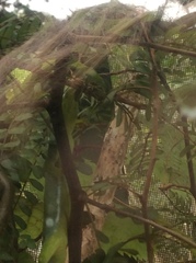 Naultinus punctatus