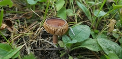 Lactarius riparius