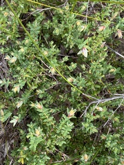 Darwinia citriodora