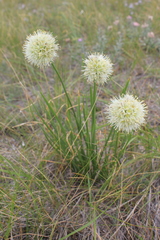 Allium stellerianum