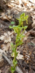 Platanthera brevifolia