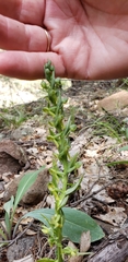 Platanthera brevifolia