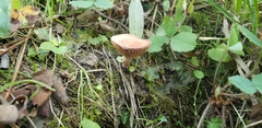 Lactarius riparius