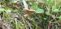 Lactarius riparius