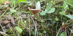 Lactarius riparius