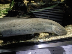 Protopterus