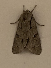 Acronicta psi