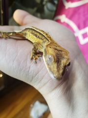 Correlophus