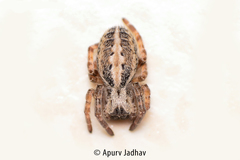 Stegodyphus sarasinorum