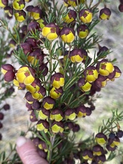 Boronia megastigma