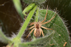 Dendrolycosa